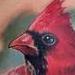 Tattoos - Cardinal - 91519